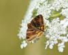 Euclidia glyphica